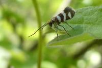 Micropterix allionella