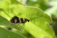 Micropterix allionella