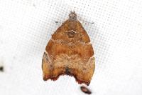 Choreutis nemorana