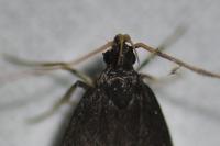 Homaloxestis briantiella
