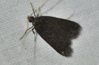 Homaloxestis briantiella