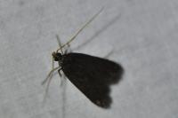 Homaloxestis briantiella