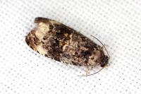 Endothenia gr. gentianaeana
