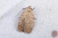 Agonopterix fruticosella