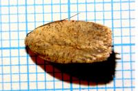 Agonopterix fruticosella