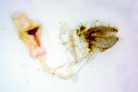 Agonopterix fruticosella
