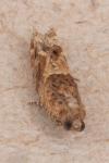 Crocidosema plebejana