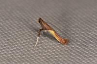 Caloptilia
