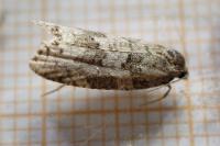 Cnephasia communana