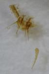 Cnephasia communana