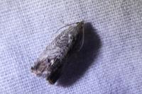 Cydia splendana