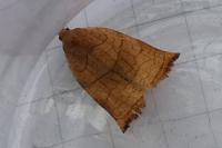 Archips podana