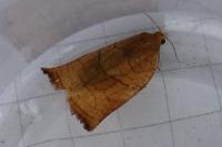 Archips podana