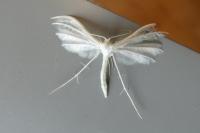 Pterophorus pentadactylus