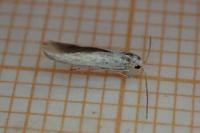 Coleophora ibipennella