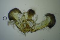 Rhopobota naevana