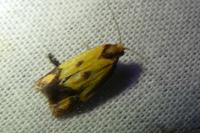 Agapeta zoegana