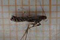 Parornix finitimella