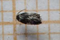 Ectoedemia