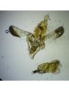 Acompsia cinerella