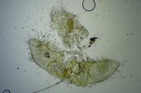 Agonopterix propinquella