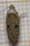 Agonopterix propinquella