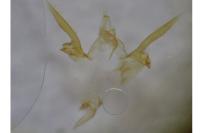 Athrips rancidella
