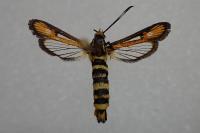 Bembecia uroceriformis