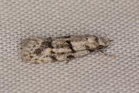 Symmoca signatella