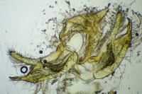 Blastobasis glandulella