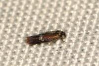 Stigmella