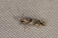 Recurvaria nanella