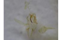Helcystogramma rufescens