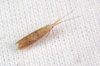 Coleophora salicorniae