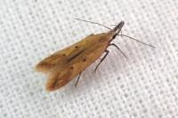 Dichomeris acuminata