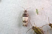 Epinotia thapsiana