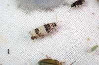 Epinotia thapsiana