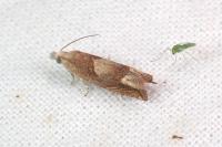 Eucosma conterminana
