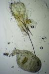 Pexicopia malvella
