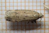 Pexicopia malvella