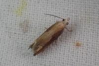 Eucosma obumbratana