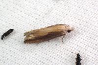 Eucosma obumbratana