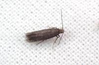 Ivanauskiella occitanica