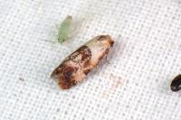 Neocochylis millierana