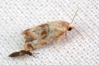 Neocochylis molliculana