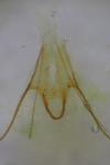Recurvaria nanella