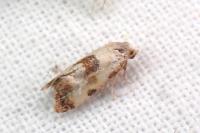 Neocochylis molliculana