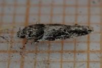 Recurvaria nanella