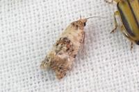 Neocochylis molliculana