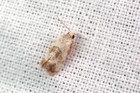 Neocochylis